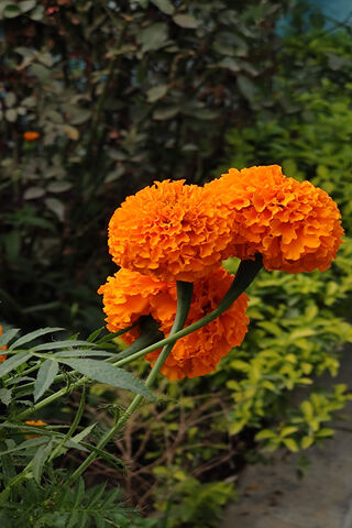 Golden Blooms: The Vibrant Marigold
