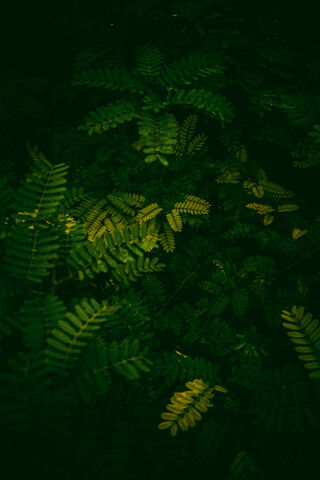 Whispers of the Forest 🌿✨