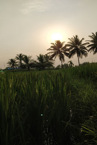 Sunset Serenity: Embracing Nature's Beauty 🌅🌾