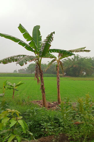 Serenity in Green: A Tropical Oasis 🌿🌴
