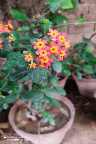 Nijah: The Vibrant Blooms of Nature 🌸✨