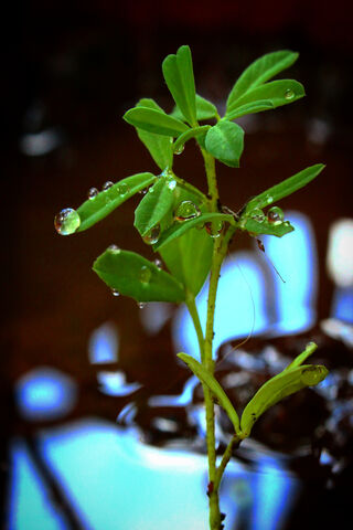 Emerald Awakening: Nature's Resilience 🌱✨