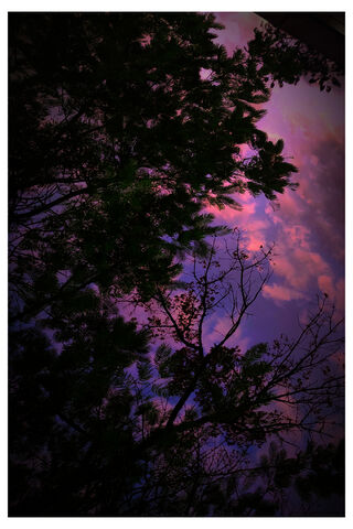 Twilight Whispers 🌌🌿