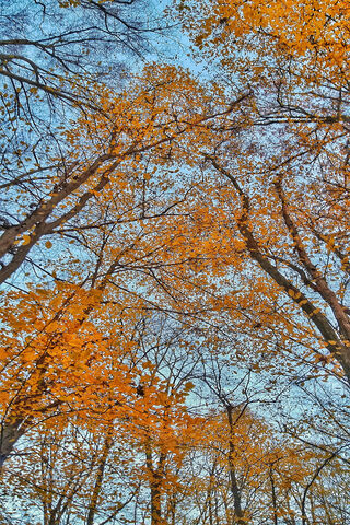 Golden Canopy of November 🍂✨