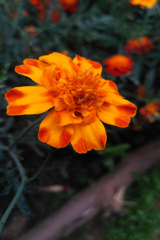 Vibrant Blooms: A Splash of Nature's Palette 🌼✨