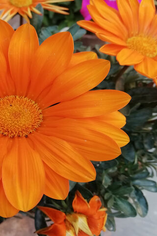 Vibrant Blooms: The Beauty of Orange Flowers 🌼✨