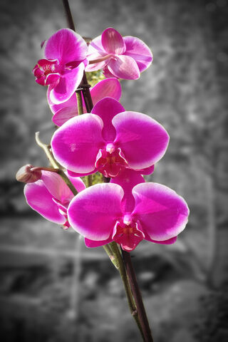 Orchid Flower
