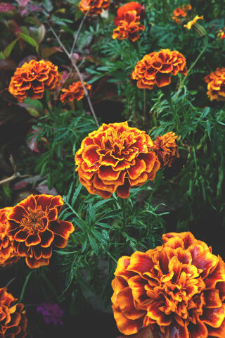 Vibrant Marigold Marvels 🌼✨