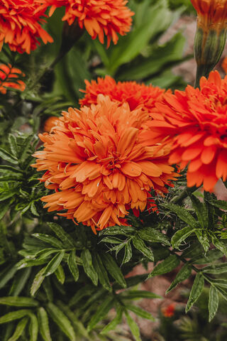 Vibrant Blooms: The Beauty of Orange Flowers 🌼✨
