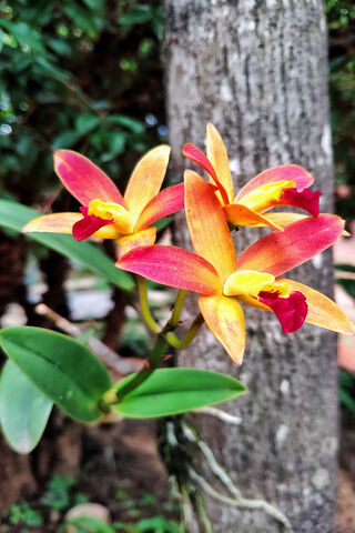 Radiant Beauty: The Orquidea Laelia 🌺✨