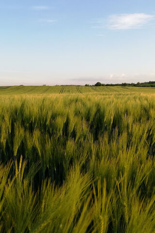 Golden Fields of Polish Grain 🌾✨