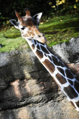 Portland Zoo Giraffe