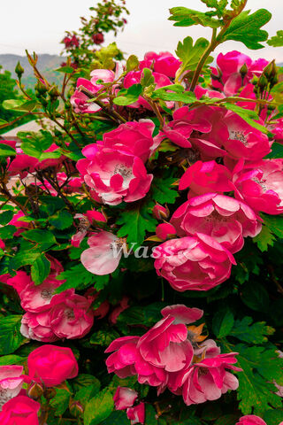 Blossoms of Joy: The Pink Flower Delight 🌸✨