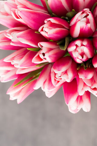 Blossoms of Joy: A Pink Floral Delight 🌸✨