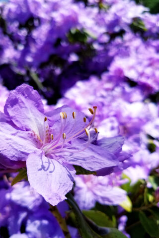 Lavender Dreams: A Blooming Symphony 🌸💜