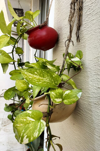 Lush Green Serenity: A Plant Lover's Delight 🌿✨