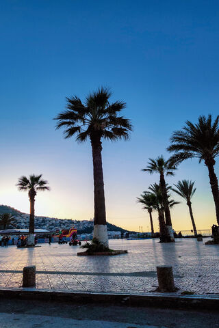 Sunset Serenity: The Palm Oasis 🌴🌅