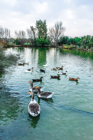 Serenity at Parsabad: A Duck's Paradise 🦆🌿