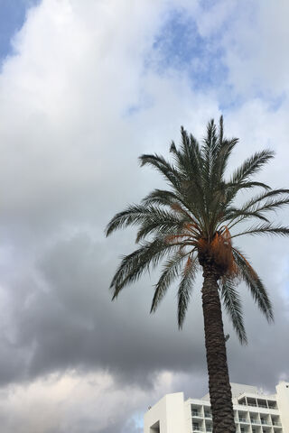 Tropical Serenity: The Majestic Palm