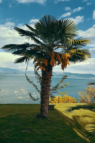 Tropical Serenity: The Majestic Palm