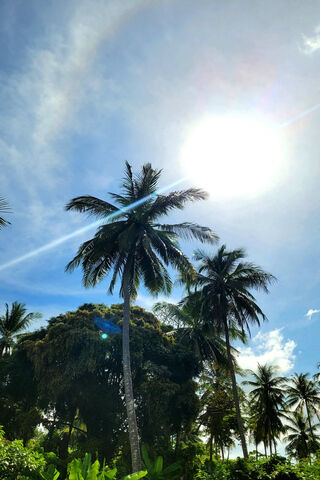 Tropical Serenity: Embracing the Palm Tree Vibes 🌴☀️