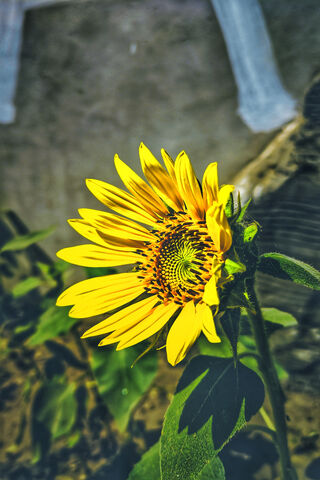 Sunshine in Bloom: The Poco F3 Experience 🌻