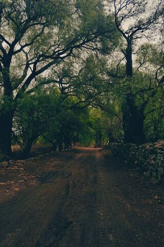 Whispers of Nature: A Serene Pathway