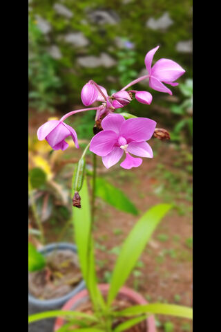 Blossoming Beauty: The Pink Orchid 🌸