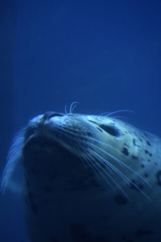 Underwater Wonder: The Portland Zoo Seal 🦭💙