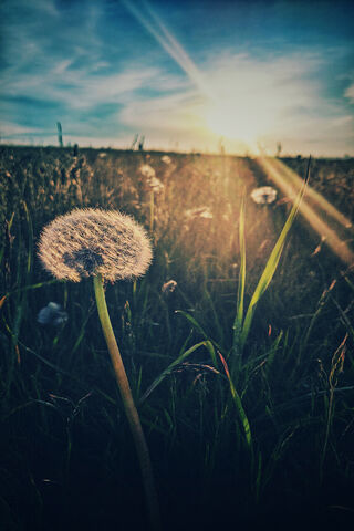 Whispers of Serenity 🌼✨
