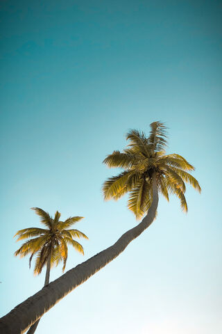 Tropical Serenity: The Majestic Palm