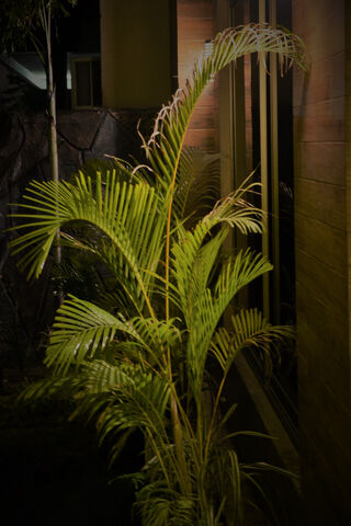 Serene Palm Elegance 🌿✨