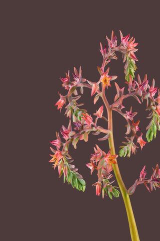 Blooming Beauty: Nature's Artistry 🌸