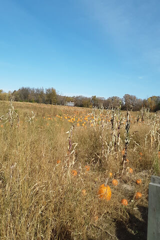 Autumn's Bounty: A Journey Through the Pumpkin Patch 🎃🍂