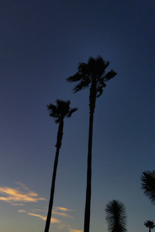 Whispers of the Palm Trees 🌴✨