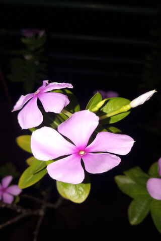 Periwinkle Dreams: Nature's Delicate Touch 🌸✨