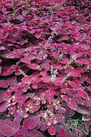 Crimson Oasis: A Lush Display of Red Foliage 🌿❤️