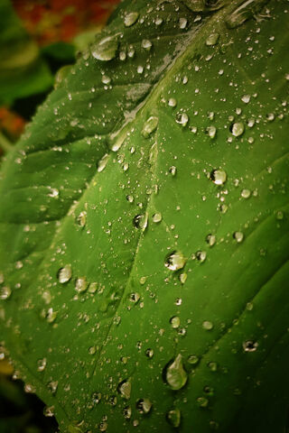Nature's Crystal Gems: Raindrops on Leaves 🌧️💚