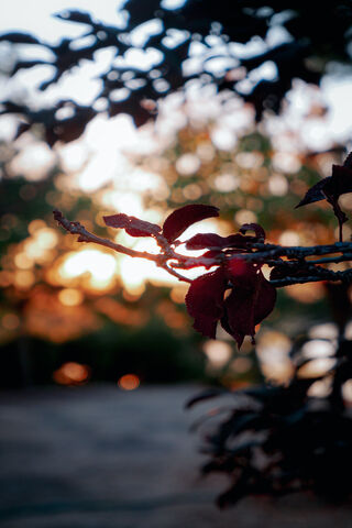 Crimson Whispers of Autumn 🍂✨