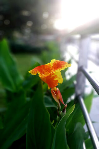 Sunset Glow: The Radiant Red Flower 🌅🌺