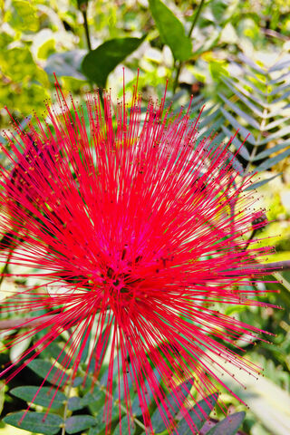Radiant Red Blossoms: N..