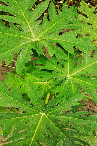 Rain Drops Leaf