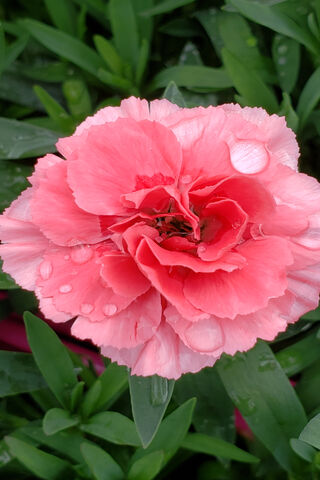 Sweetheart Blooms: A Touch of Love 🌸