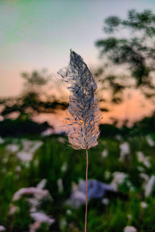 Whispering Blooms at Dusk 🌾✨