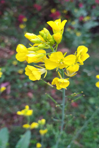 Sarso Flower Hd