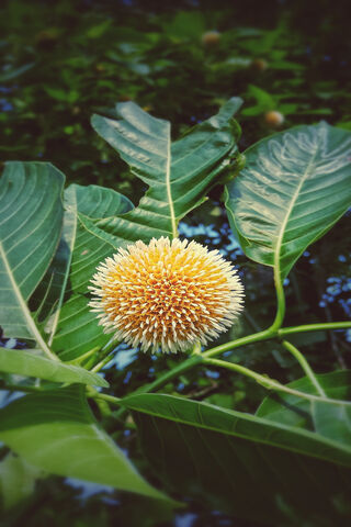 Serenity in Bloom 🌼✨