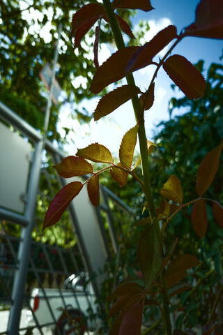 Whispers of Nature: The Sky Garden Experience 🌿☁️