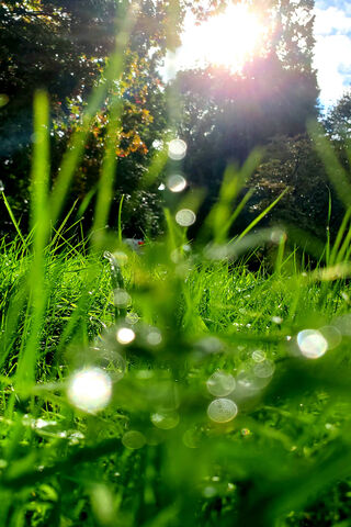 Morning Glow: Nature's Refreshing Embrace ☀️🌿