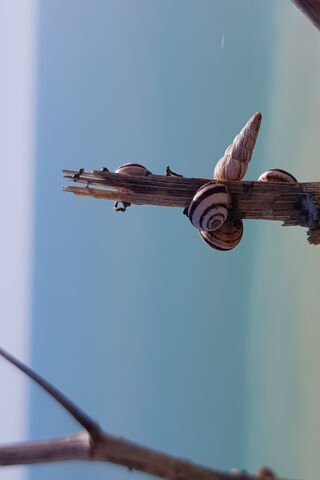 Seaside Treasures: Nature's Artistry 🌊🐚