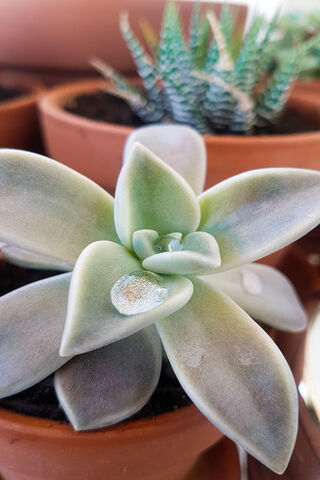 Serene Succulent: Nature's Little Gem 🌿✨